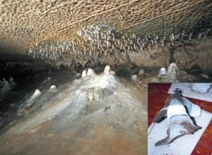 Small white stalagmites