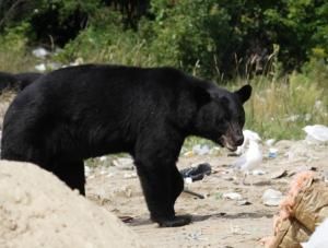 Wild black bear searching for food 