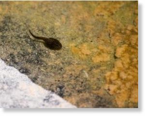 Click to enlarge tadpole