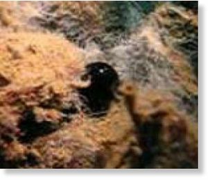 Bubble of oil oozing from the ocean floor
