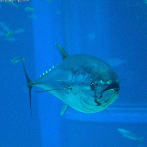 Bluefin Tuna