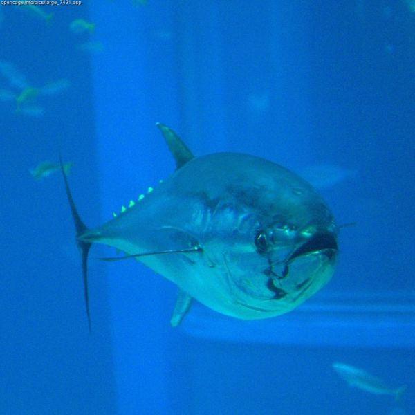 Bluefin Tuna