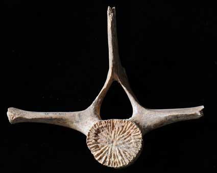 Thoracic vertebra of juvenile common dolphin 