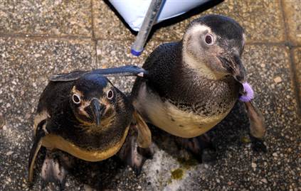 penguins