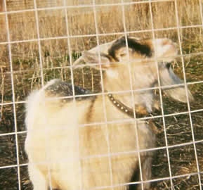 Click to enlarge Ruminant (Goat)