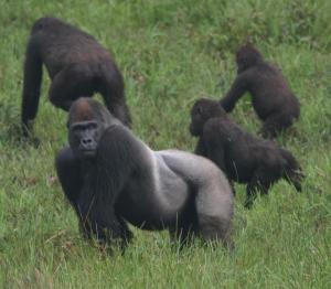 Click to enlarge Western lowland gorillas