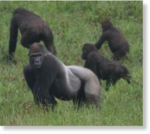 Click to enlarge Western lowland gorillas