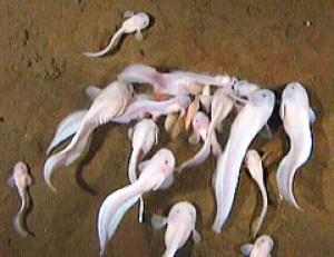 snailfish