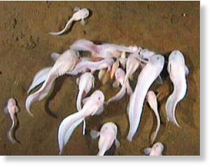 snailfish