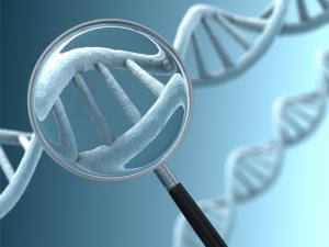 Y chromosome