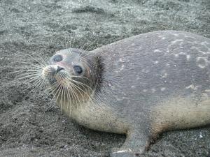 Caspian seal