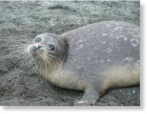 Caspian seal