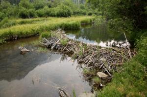 Beaver dam 