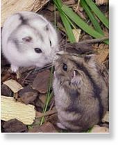 Siberian hamsters 