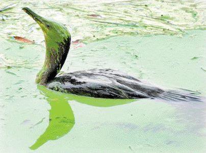 Algae bird