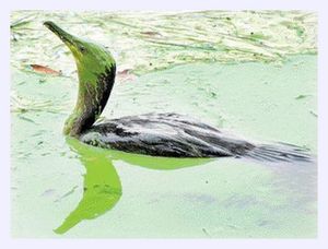 Algae bird