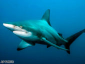 A blacktip shark in the wild patrols the vast expanse of the Indian Ocean.