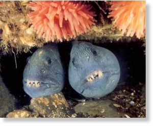 Click to enlarge wolffish