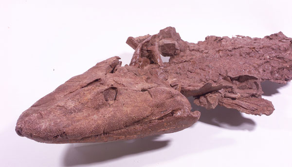 Fossil Fish