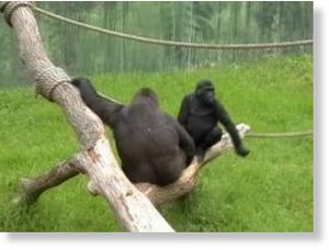 Click to enlarge gorilla communication