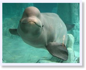 Yulka, a beluga whale