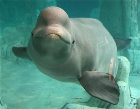 Yulka, a beluga whale