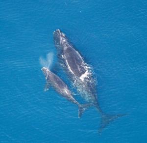 Right whale and calf