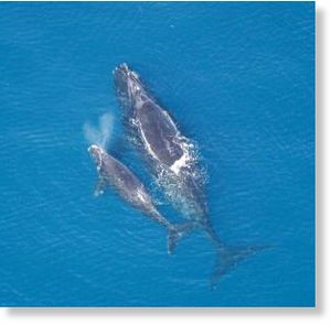 Right whale and calf