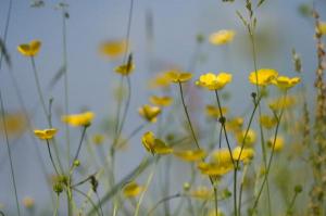 Click to enlarge Buttercups