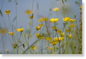 Click to enlarge Buttercups