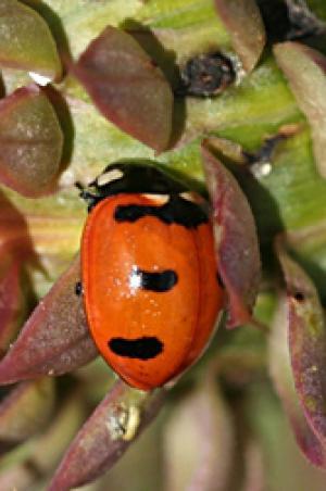 Click to enlarge transverse ladybug