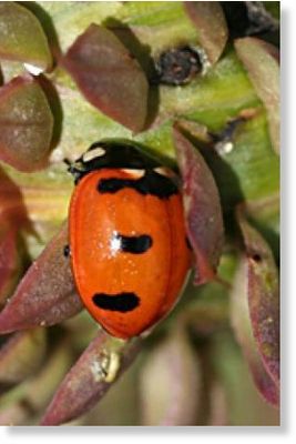 Click to enlarge transverse ladybug