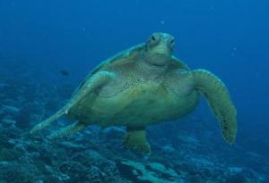 Green sea turtle (Chelonia mydas