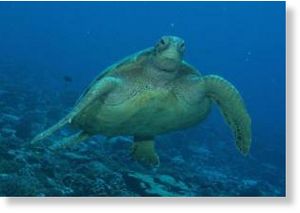 Green sea turtle (Chelonia mydas