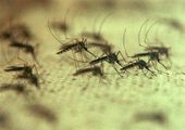 'Flying Syringe' Mosquitos