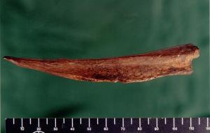 awl, fashioned from a piece of deer bone,