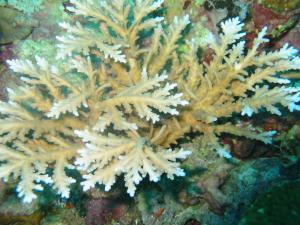 Acropora pichoni from Kimbe Bay