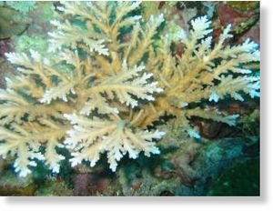 Click to enlarge Acropora pichoni from Kimbe Bay
