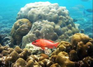 coral reef on Curieuse Island