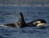 Orcas