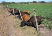 Lightningstruck cows