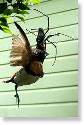 spider eats bird 2