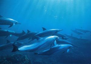Click to enlarge Spinner dolphins