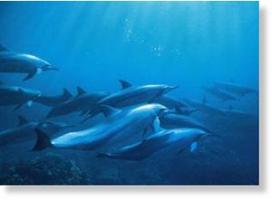 Spinner dolphins
