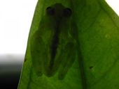 Click to enlarge frog