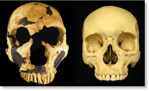 Comparison of a Neanderthal skull (left) with that of a Homo sapiens.