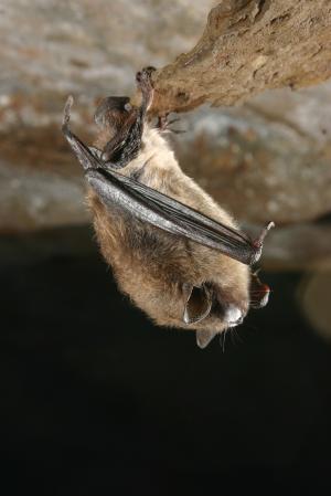 Click to enlarge brown bat