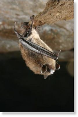 brown bat 
