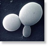 Candida 2