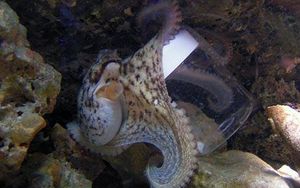 octopus